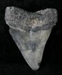 Tan Megalodon Tooth #19953-2
